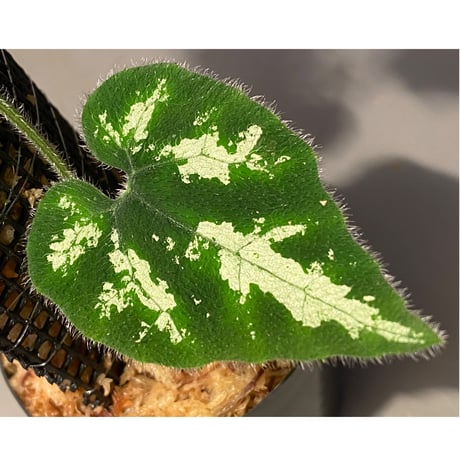 Unknown climbing plants from Ngabang West Kalimantan