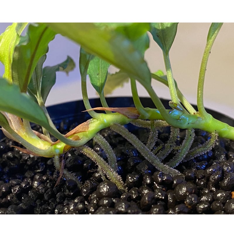 ぱぷりか様 BUCEPHALANDRA the last item ぱぷりか様 BUCEPHALANDRA the last item Bucephalandra sp.