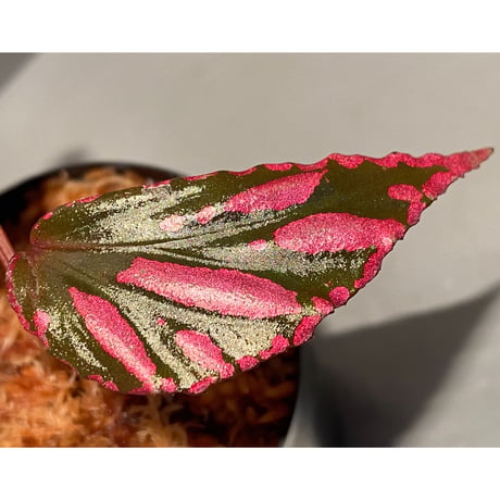 Begonia sp. ぼっち株 from Julau [R1214-01b]