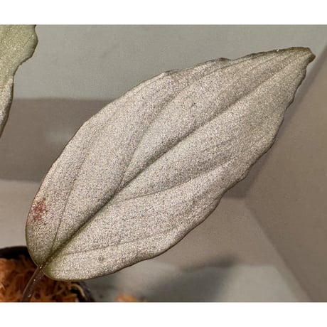 Homalomena sp. "Sapphire Velvet" from Riau [KN]