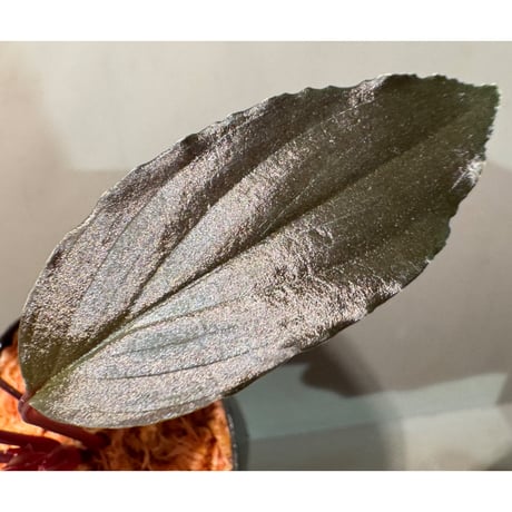 Homalomena sp. "Neon Purple" from Malaysia ①