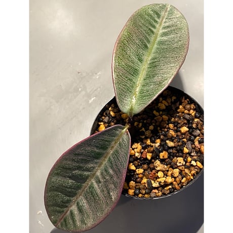 Labisia sp. from Riau