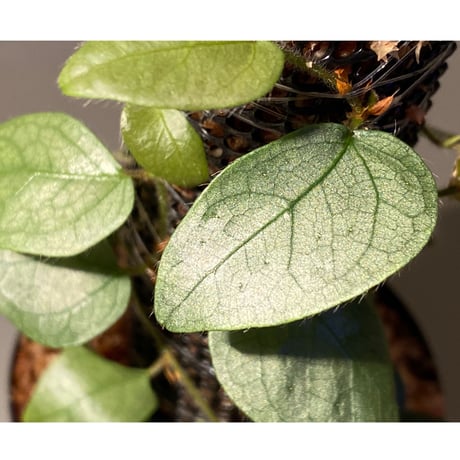 Ficus sp. from Murung raya [LA0515-05]