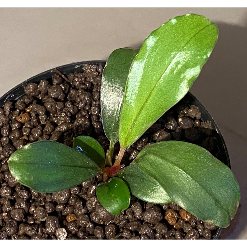 い*中様 Bucephalandra sp.variegata　小株1株 い*中様 Bucephalandra sp.variegata 小株1株 Yahoo