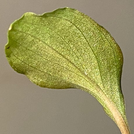 Homalomena 'Rec1-29' K0718-f1 [KZT]