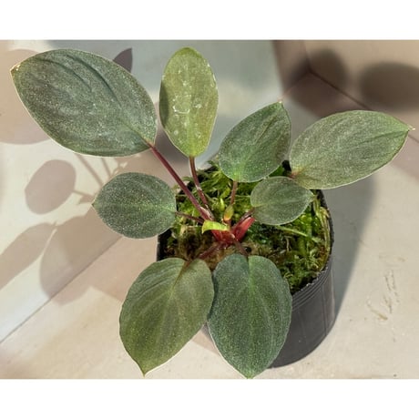 Homalomena sp. from Tawau [TK071116-1]