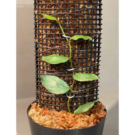 Ficus sp. "Muara wahau" white Kalimantan timur [TB]
