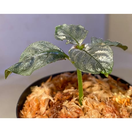 Ophiorriza sp. "鋼" from Aceh Selatan [HW0816-03]