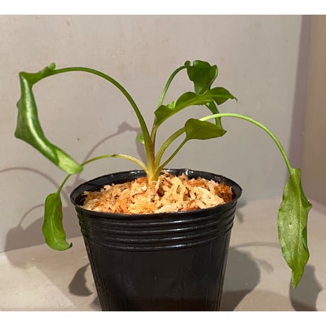 Cryptocoryne joshanii from Basilan island philippines [LA]