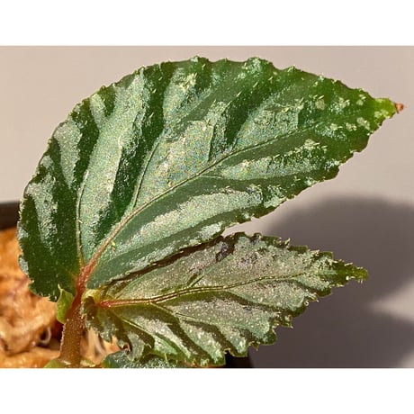 Begonia sp. from Sarawak
