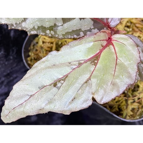 Begonia sp. from Sarawak
