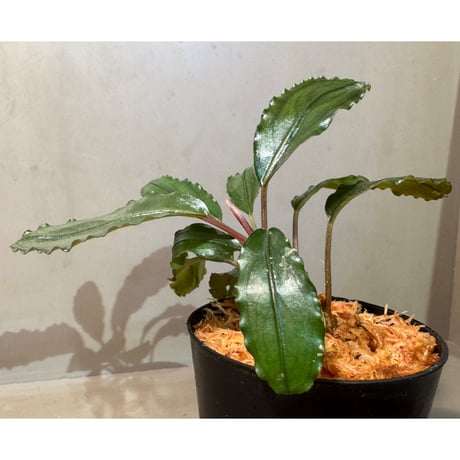 Bucephalandra sp. "Nanga Taman" [TB]