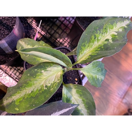 Aglaonema pictum GW1410 type6 from Padang sidempuan [TB]