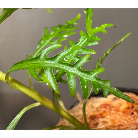 Labisia sp. from Jambi sumatera
