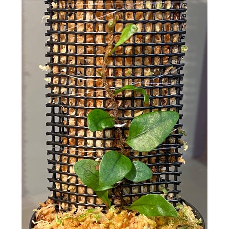 Microsorum sp. "Timika" Papua [TB]