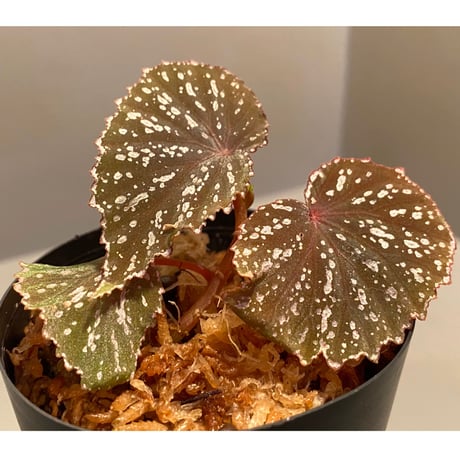 Begonia sp. from Matang [TK160716]