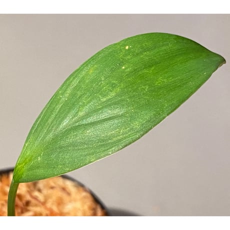 Homalomena sp. from Kuala Balah [TK270316] ②