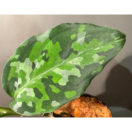 Aglaonema pictum tricolor "ANDAMAN" アンダマン諸島 ポートブレア 北部地域産