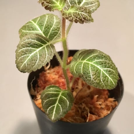Pearcea hypocyrtiflora