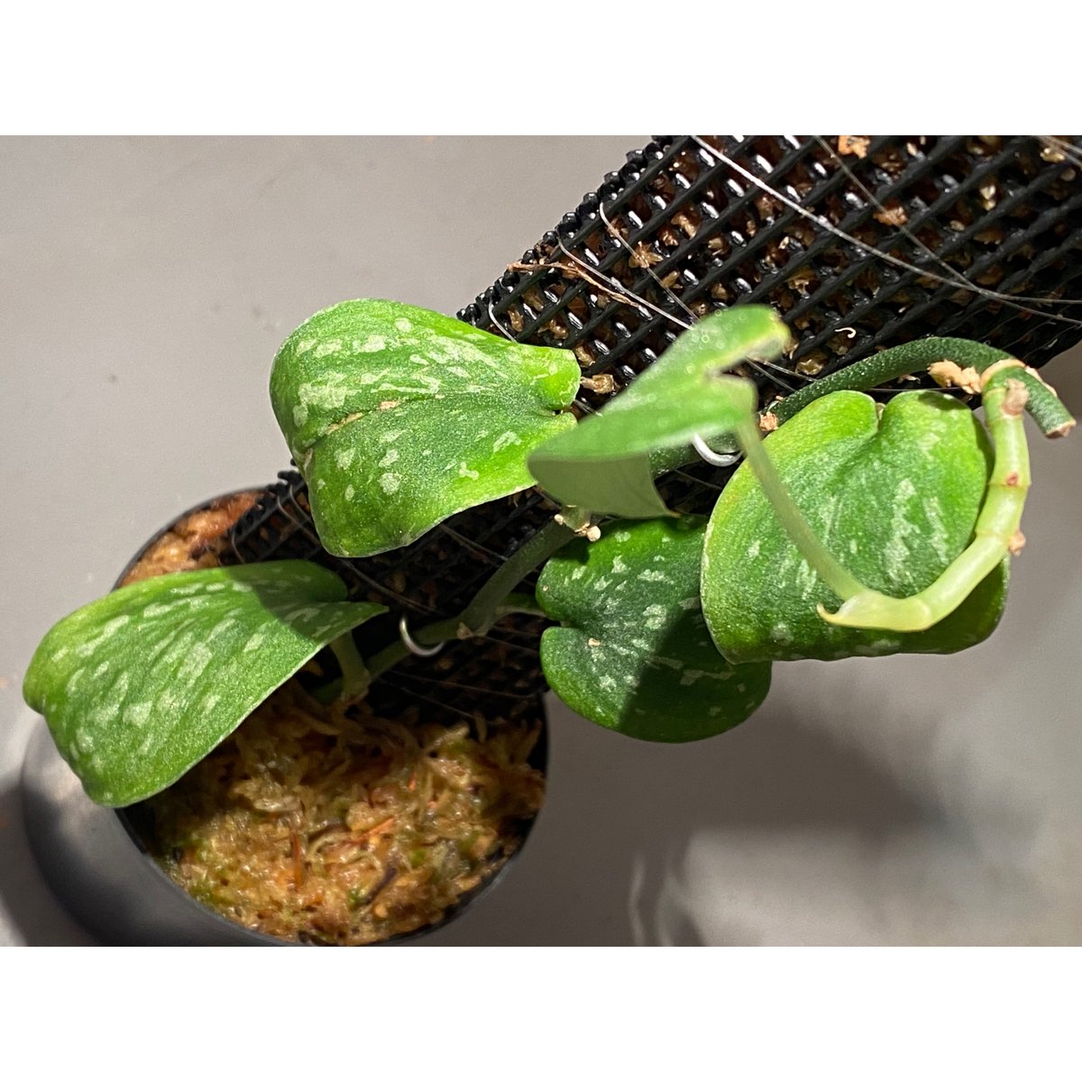 Scindapsus 'Snake Scale' | M・R・G・R