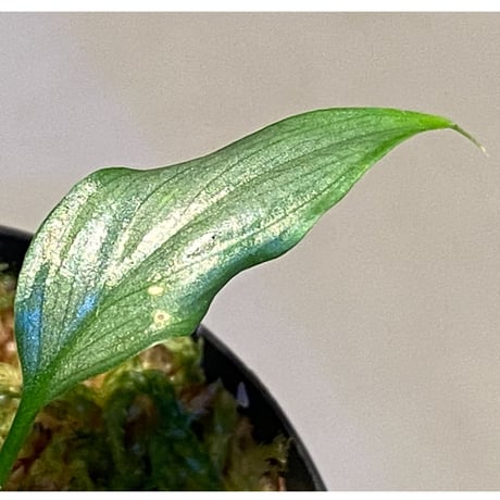 Homalomena sp. White leaf from "Pendang" Kal tengah [TB]