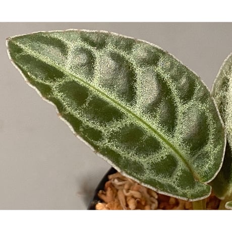 Ardisia sp. "Turtle Back" from Borneo