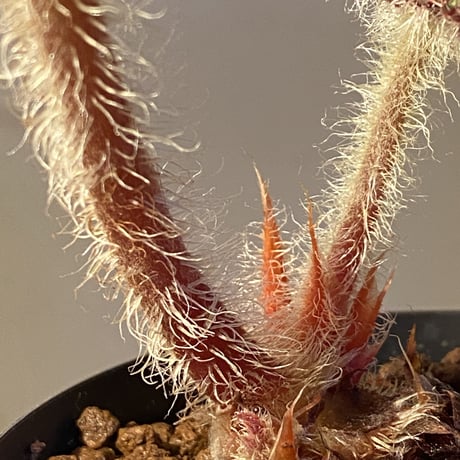 (大株) Begonia rex from India ①