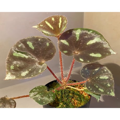 Begonia sp. from Cao Bang [YH251019] TK