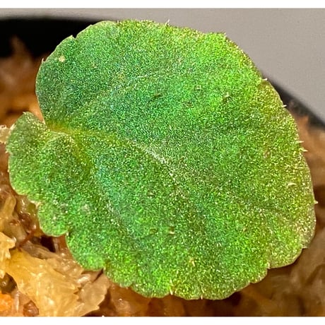 Begonia sp. from Tuyen Quang [YH1117] TK