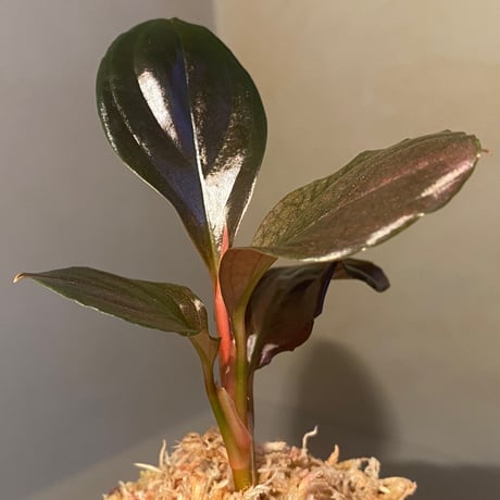 Rhodospatha sp. from Ecuador [tanakay]