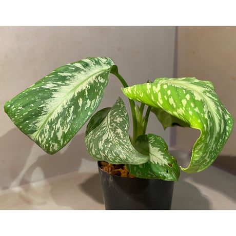Schismatoglottis Rongisupata from West Kalimantan [KN]