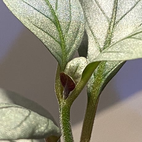 Acanthaceae gen. from Laos [LA]