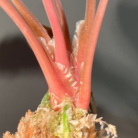 Homalomena sp. "Sapphire Velvet" from Kepulauan Riau [KN]
