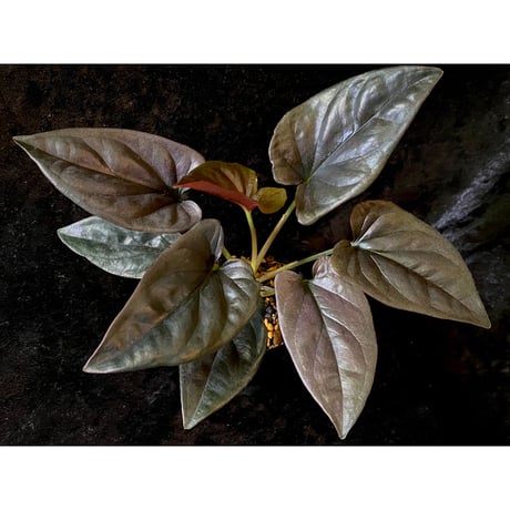 Syngonium sp. from Choco Colombia [tanakay]