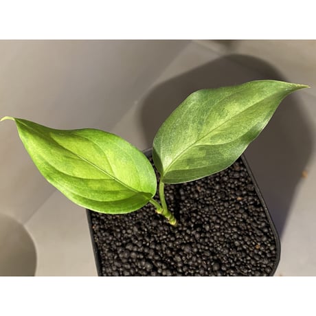 Aglaonema pictum tricolor "Siberut 3rd" [LA0212-00]