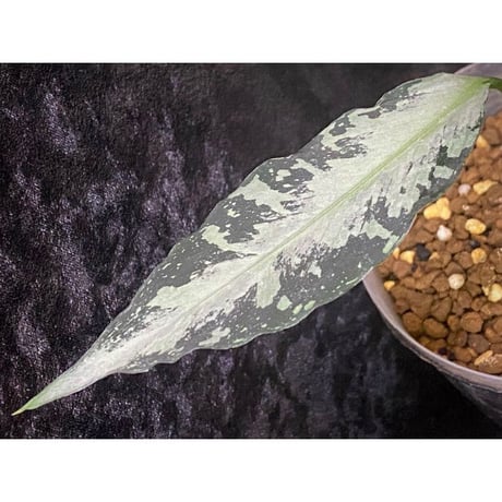 Aglaonema pictum A "しるば〜らいん" from Aceh sumatera [LA1218-01b]