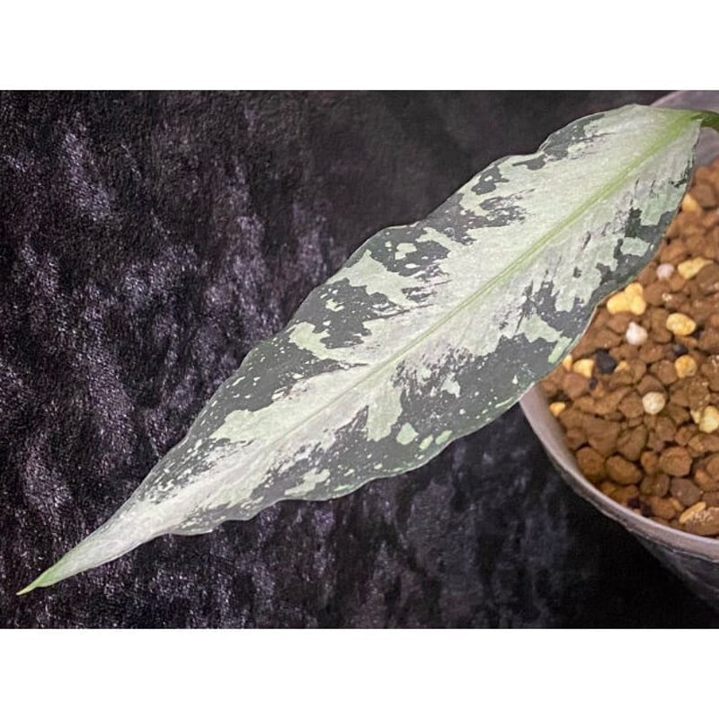 Aglaonema pictum A Aglaonema pictum A