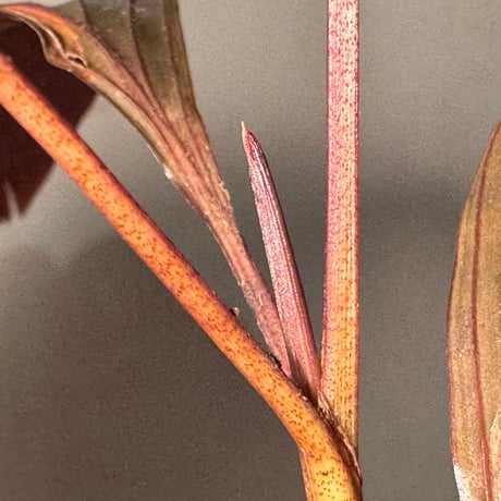 Pinanga veitchii from Sanggau West Kalimantan