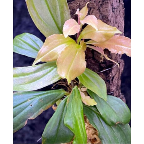 Medinilla sp. from Nueva Vizcaya Luzon Philippines
