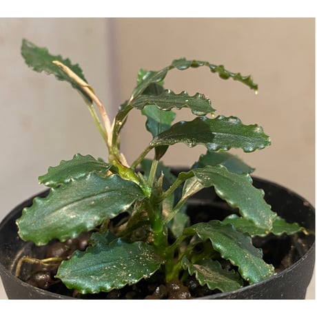 Bucephalandra sp. "Pakak 3" [MF0417-5A]