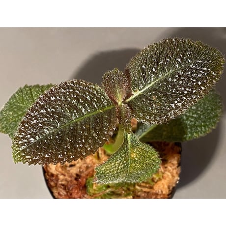 Cyrtandra sp. from Sabah [R0515-01a]