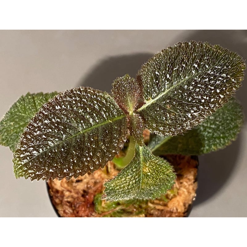 植物地獄様　レイヴン / マクラータ斑入り　葉挿し1枚 植物地獄様レイヴン / マクラータ斑入り葉挿し1枚