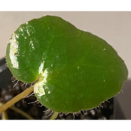 Begonia cf. ferox from Cao Bang [YH040519BK] TK