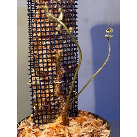 Scyphularia(Davallia) pentaphylla from South Sulawesi 伊藤蟻植物農園