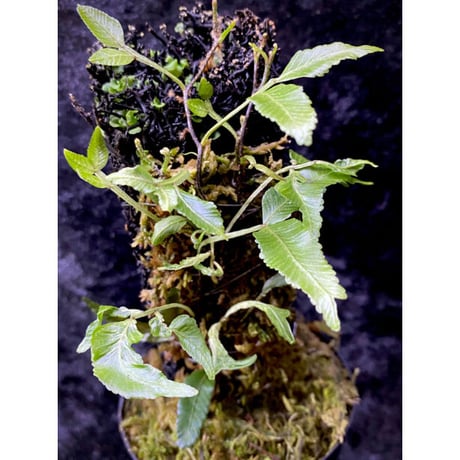 Teratophyllum ludens from Selangor Malaysia