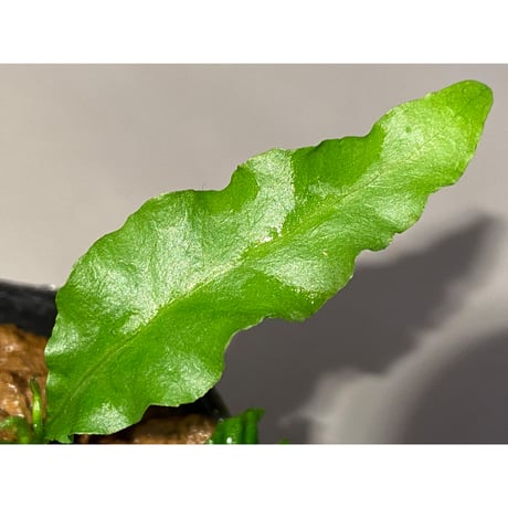 Microsorium sp. from Krabi Southern Thailand