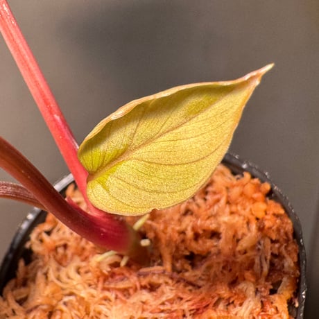 Homalomena sp. from Sumatera