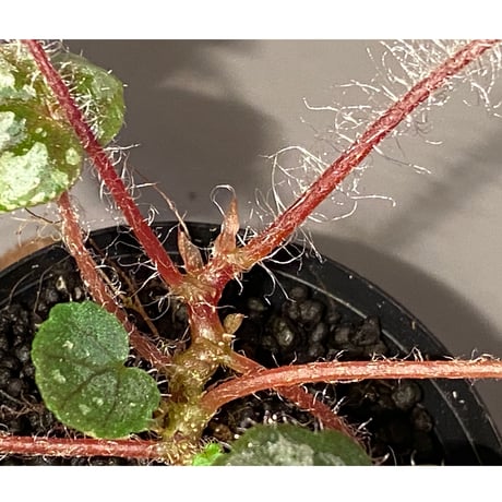 Begonia sp. from Lang Son [YH030519] TK