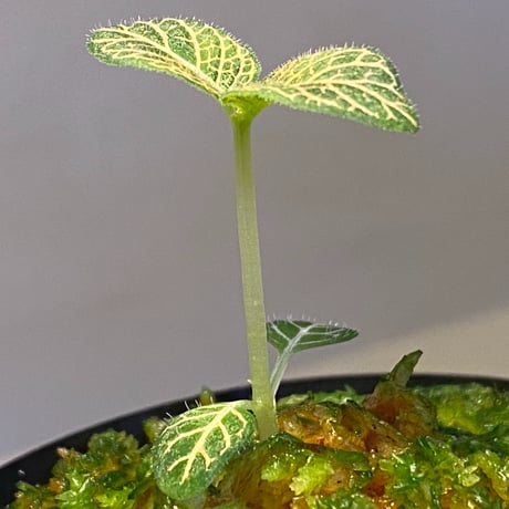 Argostemma neurocalyx from Riau sumatera [LA0815-02]