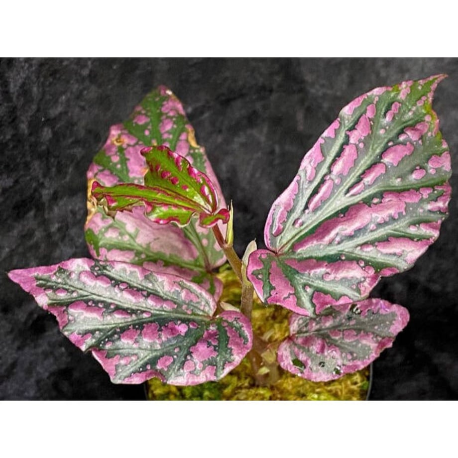 63f217f1d1912327f5674204